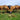 Autumn Calving: Setting Your Herd Up for Success