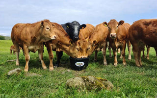 Autumn Calving: Setting Your Herd Up for Success
