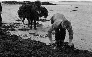 Give Your Land a Natural Boost with NutriGrow Liquid Seaweed