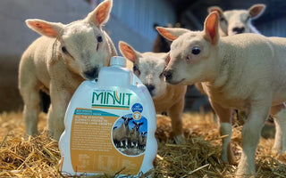 Minvit – Tonic for Lambs