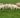 Lamb Nutrition: Helping Lambs Reach Their Full Potential