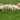 Lamb Nutrition: Helping Lambs Reach Their Full Potential