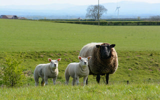 Pre-Tupping: Preparing Your Flock for the Season Ahead