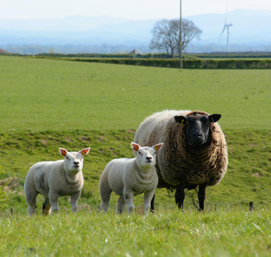 Pre-Tupping: Preparing Your Flock for the Season Ahead