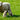 Supplements to Support Healthy Lamb Growth