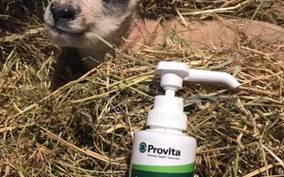Why Use Provita Lamb Response?