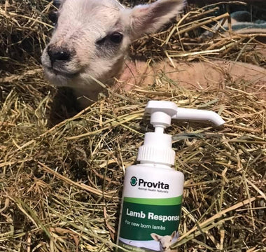 Why Use Provita Lamb Response?