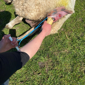 Lambing Snare