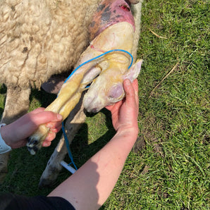 Lambing Snare