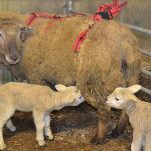 Adlam Versatile Lambing Harness